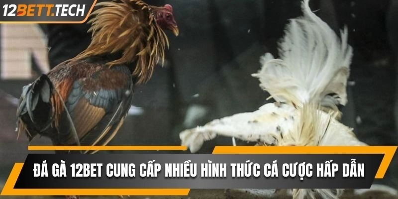 Đá gà 12BET cung cấp nhiều hình thức cá cược hấp dẫn