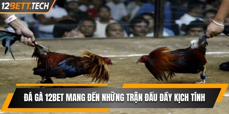 Đá gà 12BET mang đến những trận đấu đầy kịch tính và hấp dẫn
