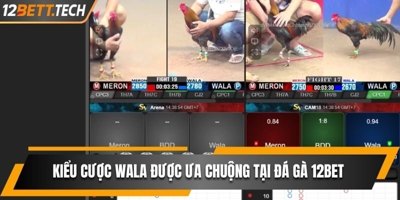 Kiểu cược WALA được ưa chuộng tại đá gà 12BET 